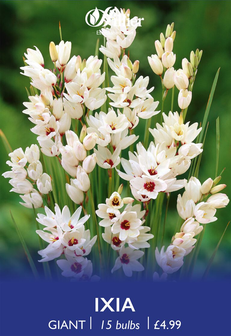 8718641996942 1 Ixia Giant.jpg